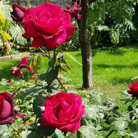 Kalimera Σορέντο