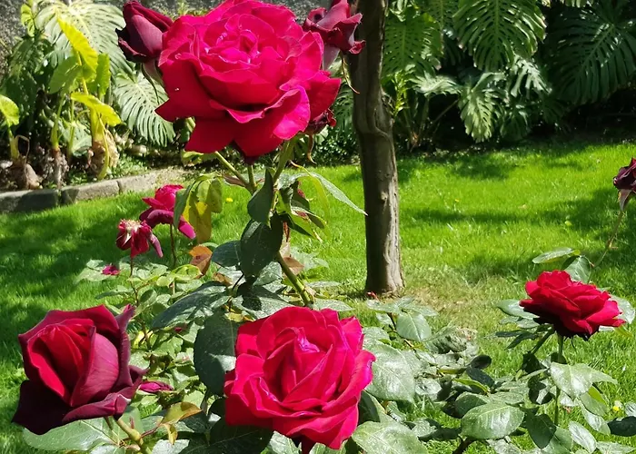 Kalimera سورينتو